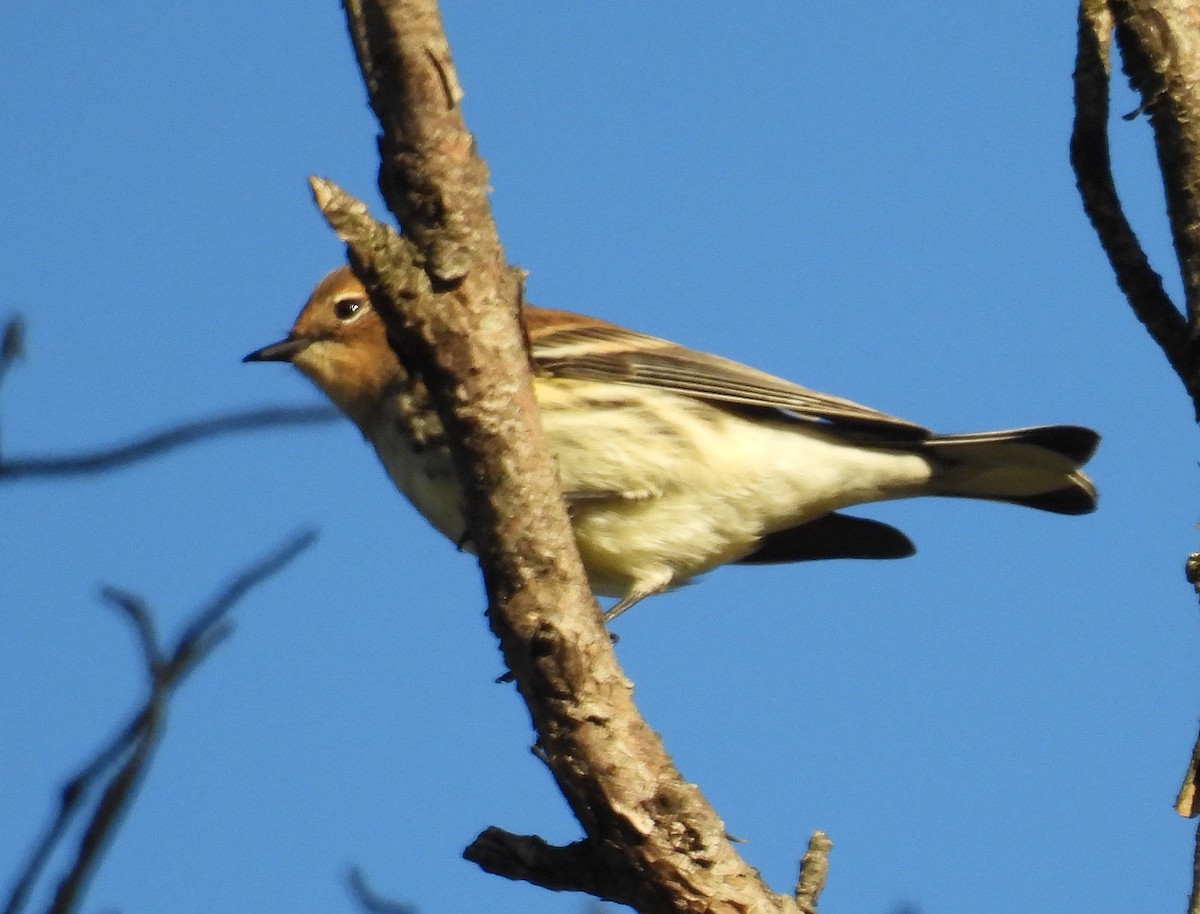 Yellow-rumped Warbler - ML624171782