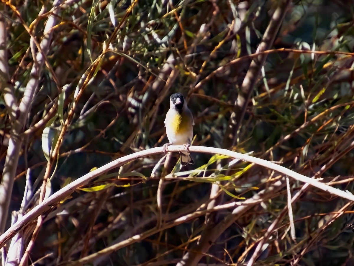 Lawrence's Goldfinch - ML624171787