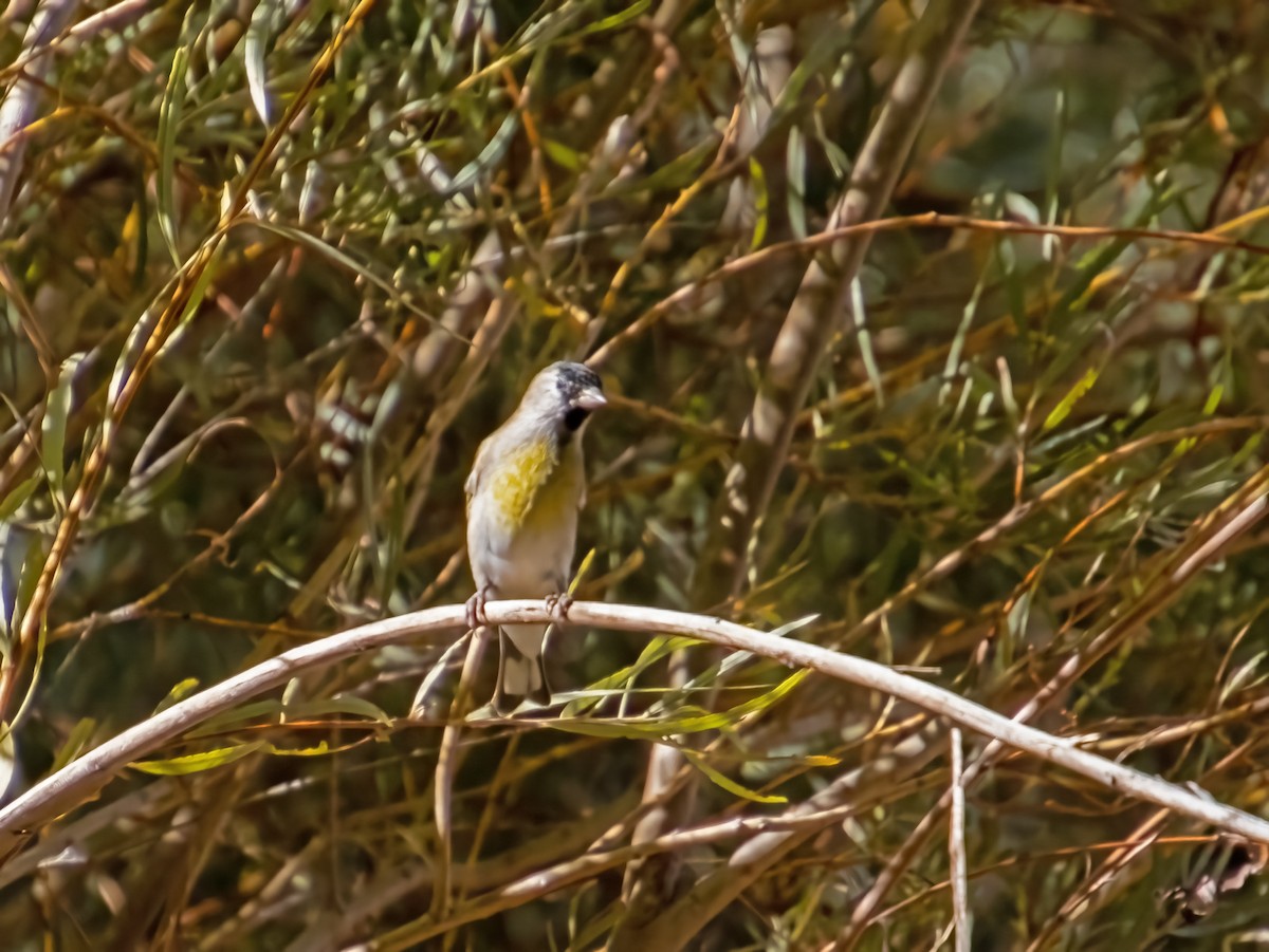 Lawrence's Goldfinch - Judith Sparhawk