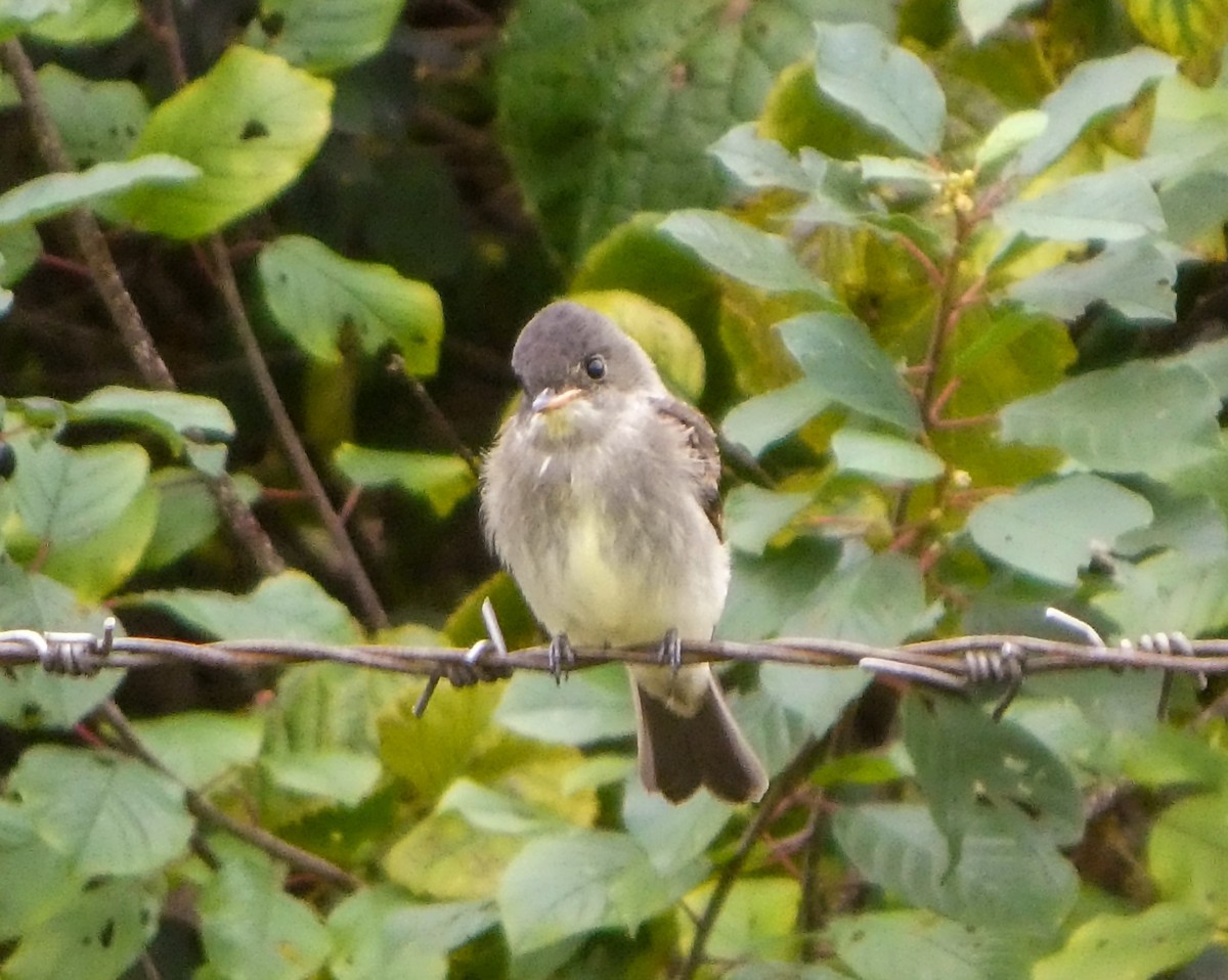 Eastern Wood-Pewee - ML624171797