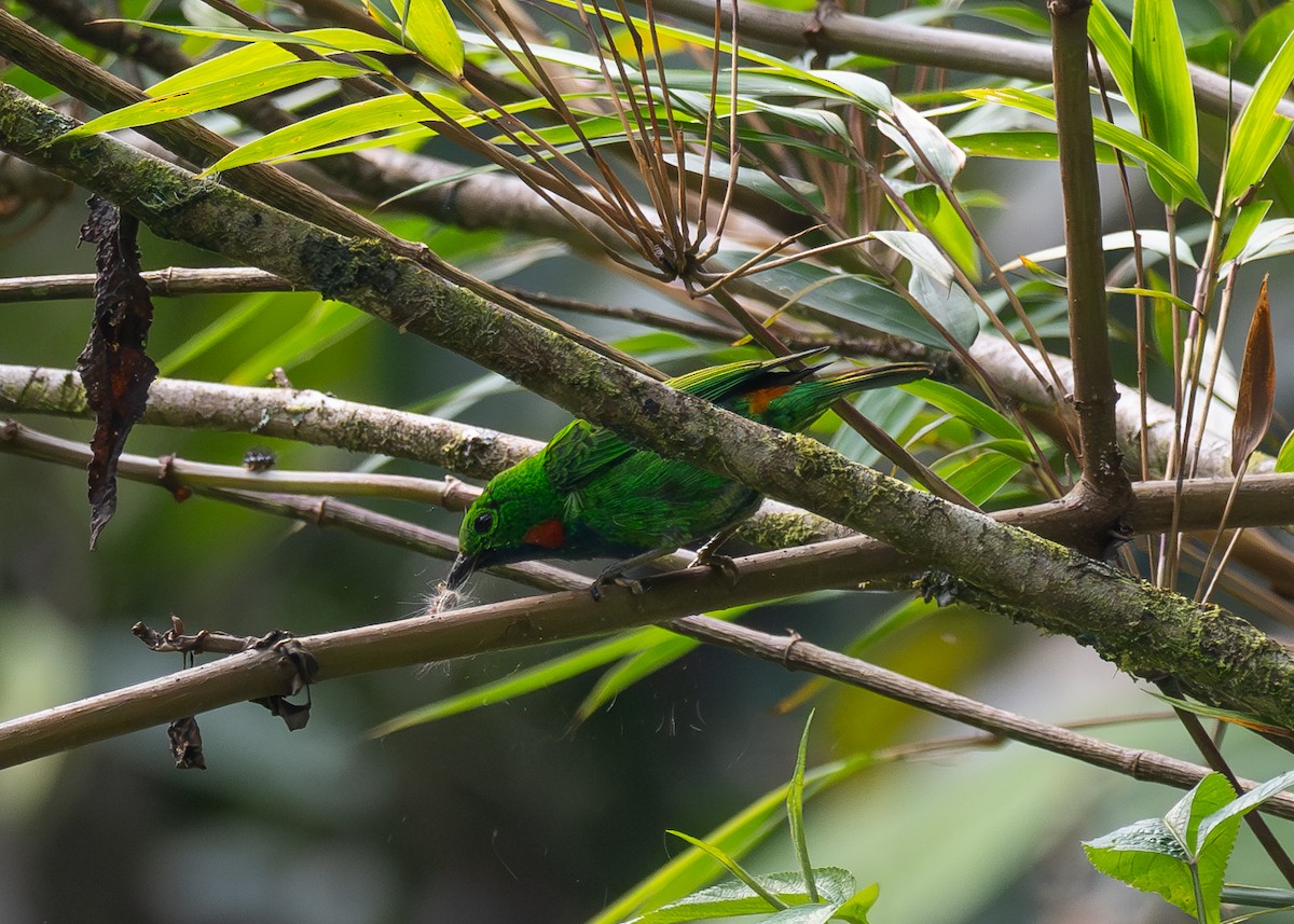 Orange-eared Tanager - ML624171842