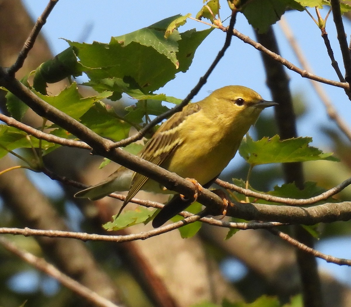 Pine Warbler - ML624171844