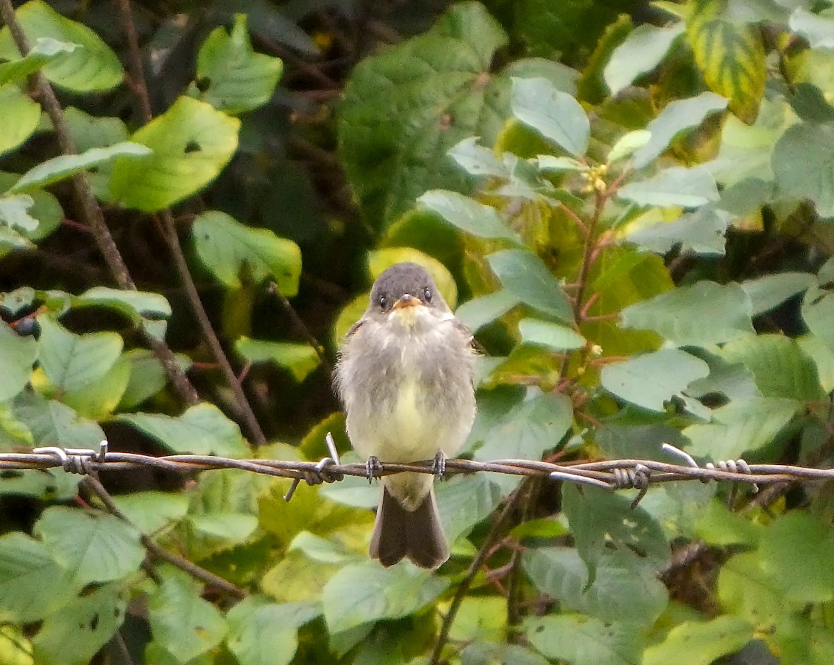 Eastern Wood-Pewee - ML624171915