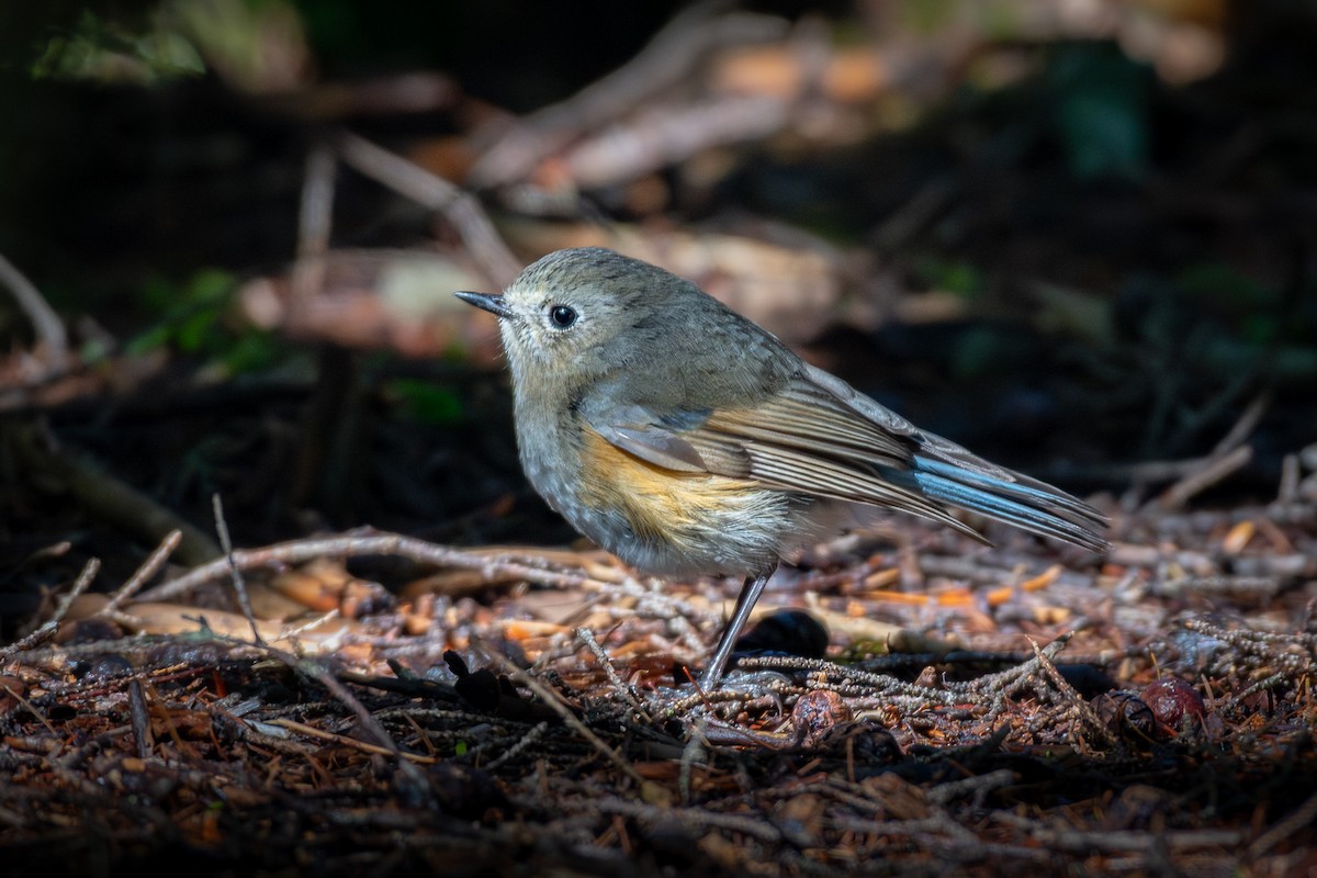 Red-flanked Bluetail - ML624171920