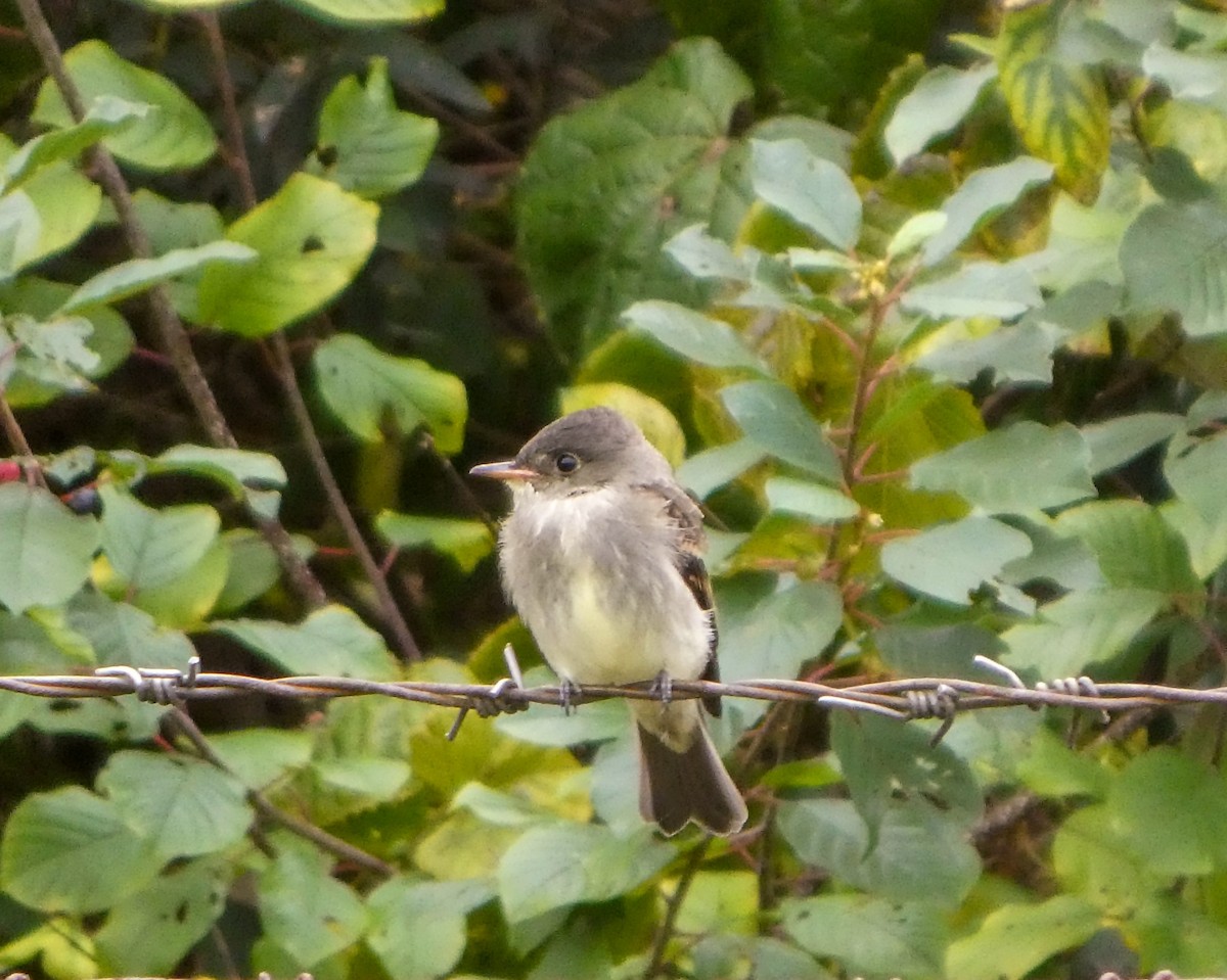 Eastern Wood-Pewee - ML624171931