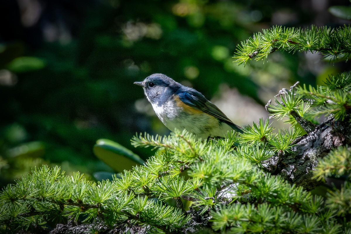 Red-flanked Bluetail - ML624171933