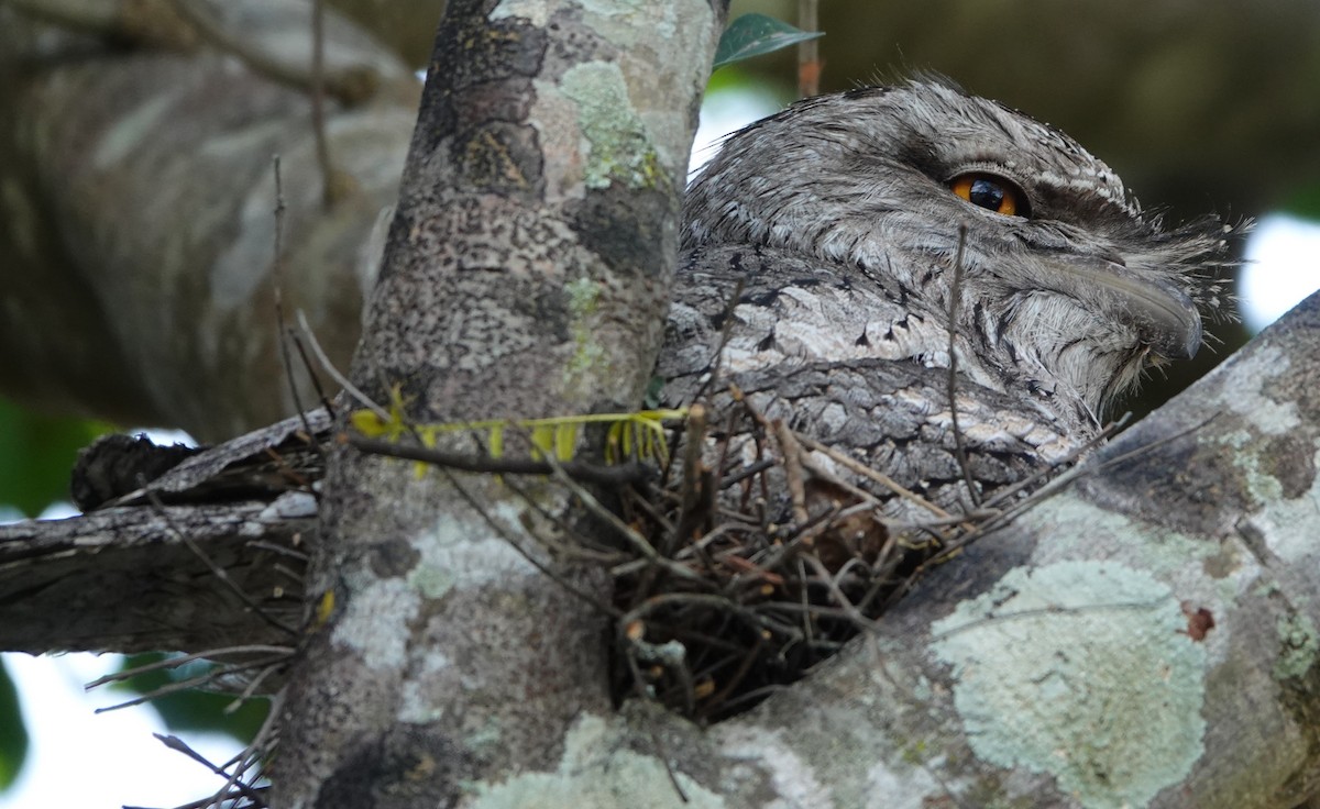 Tawny Frogmouth - ML624171934