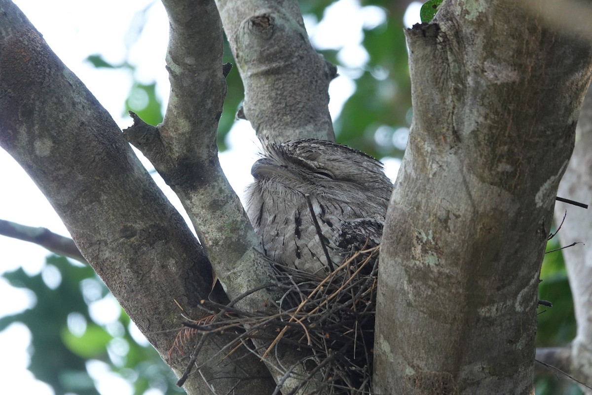 Tawny Frogmouth - ML624171936