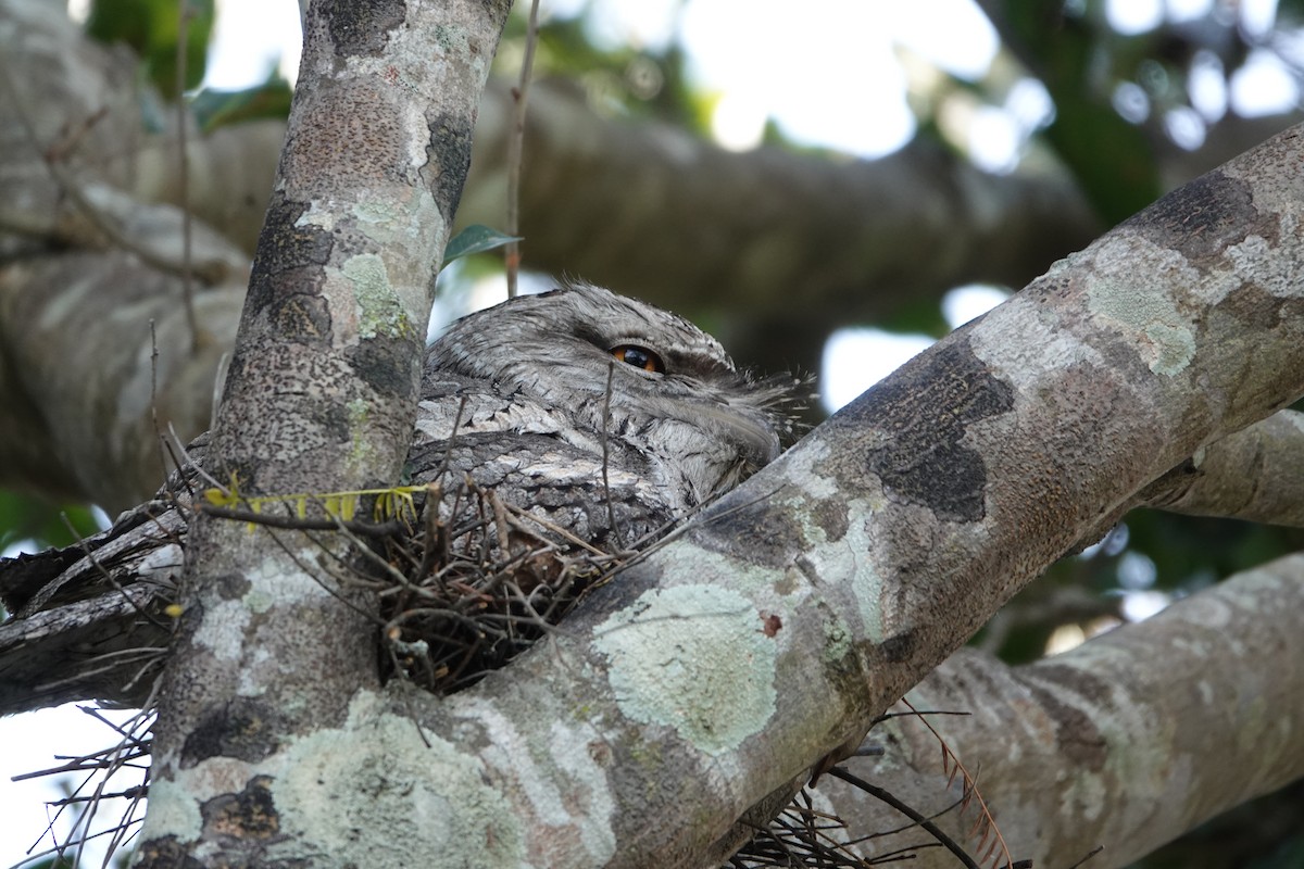 Tawny Frogmouth - ML624171937