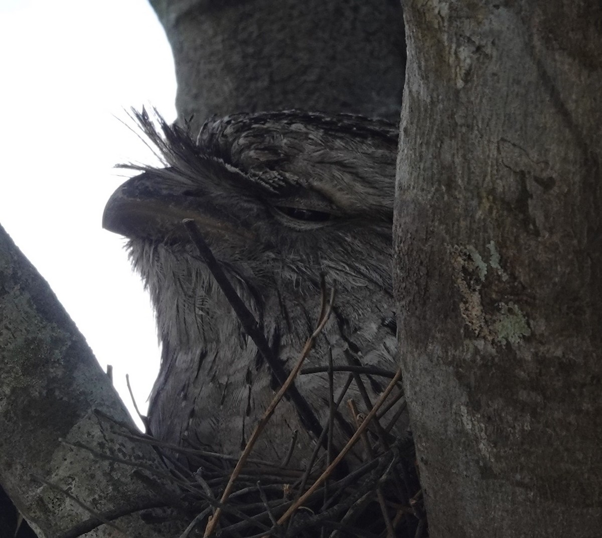 Tawny Frogmouth - ML624171943