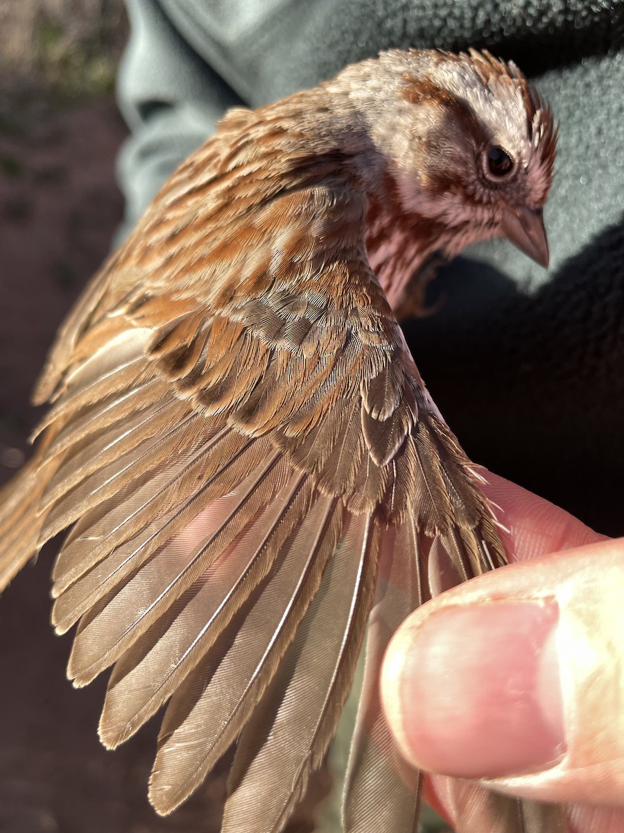 Song Sparrow - ML624171972