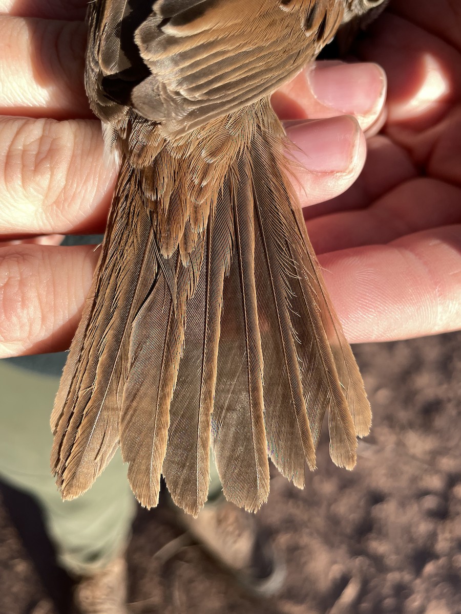 Song Sparrow - ML624171973