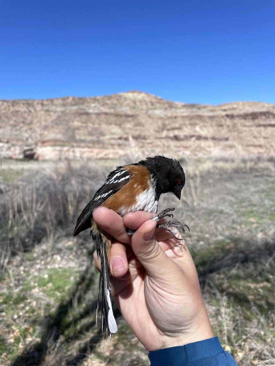 Spotted Towhee - ML624171976