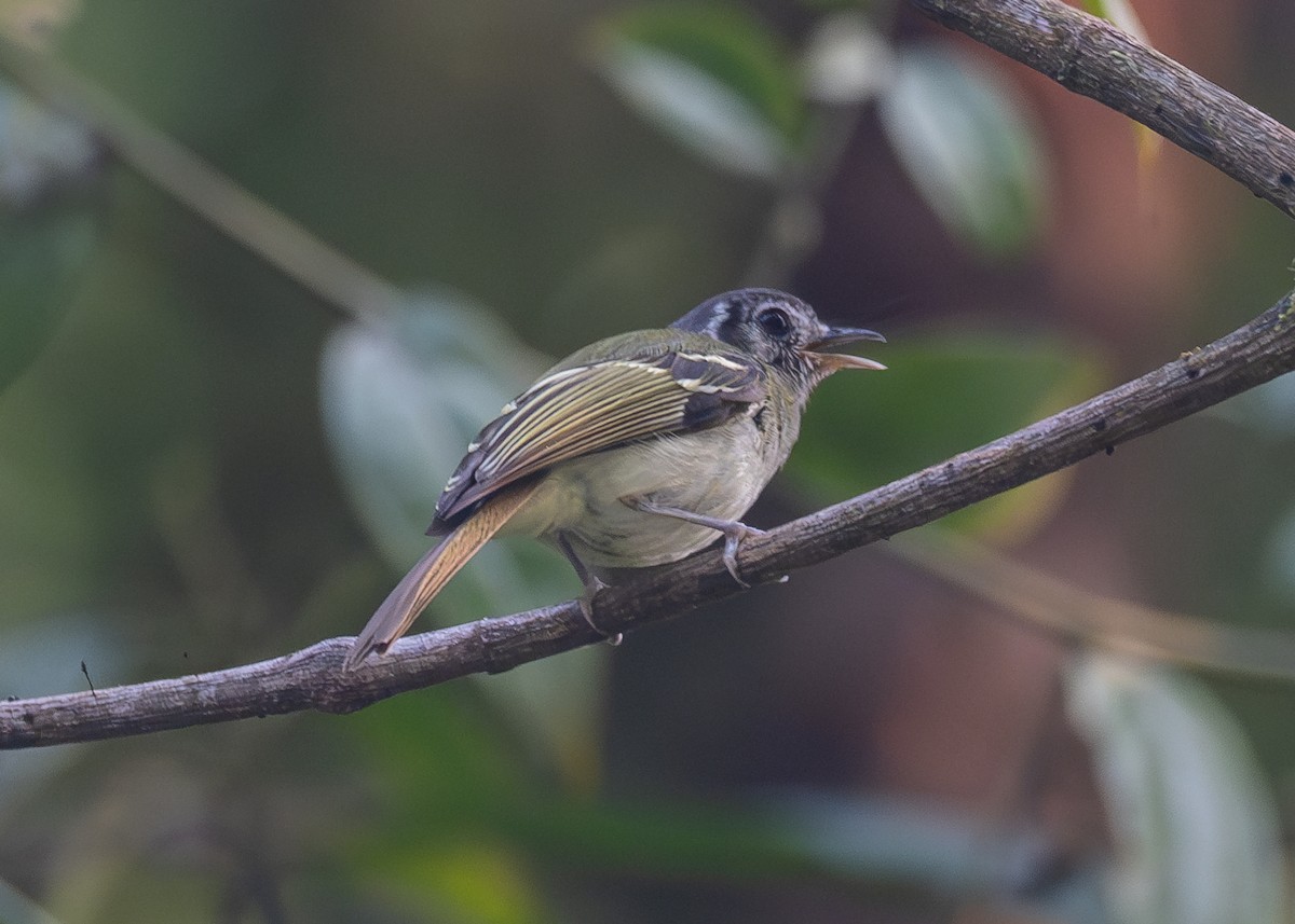 Marble-faced Bristle-Tyrant - ML624171978