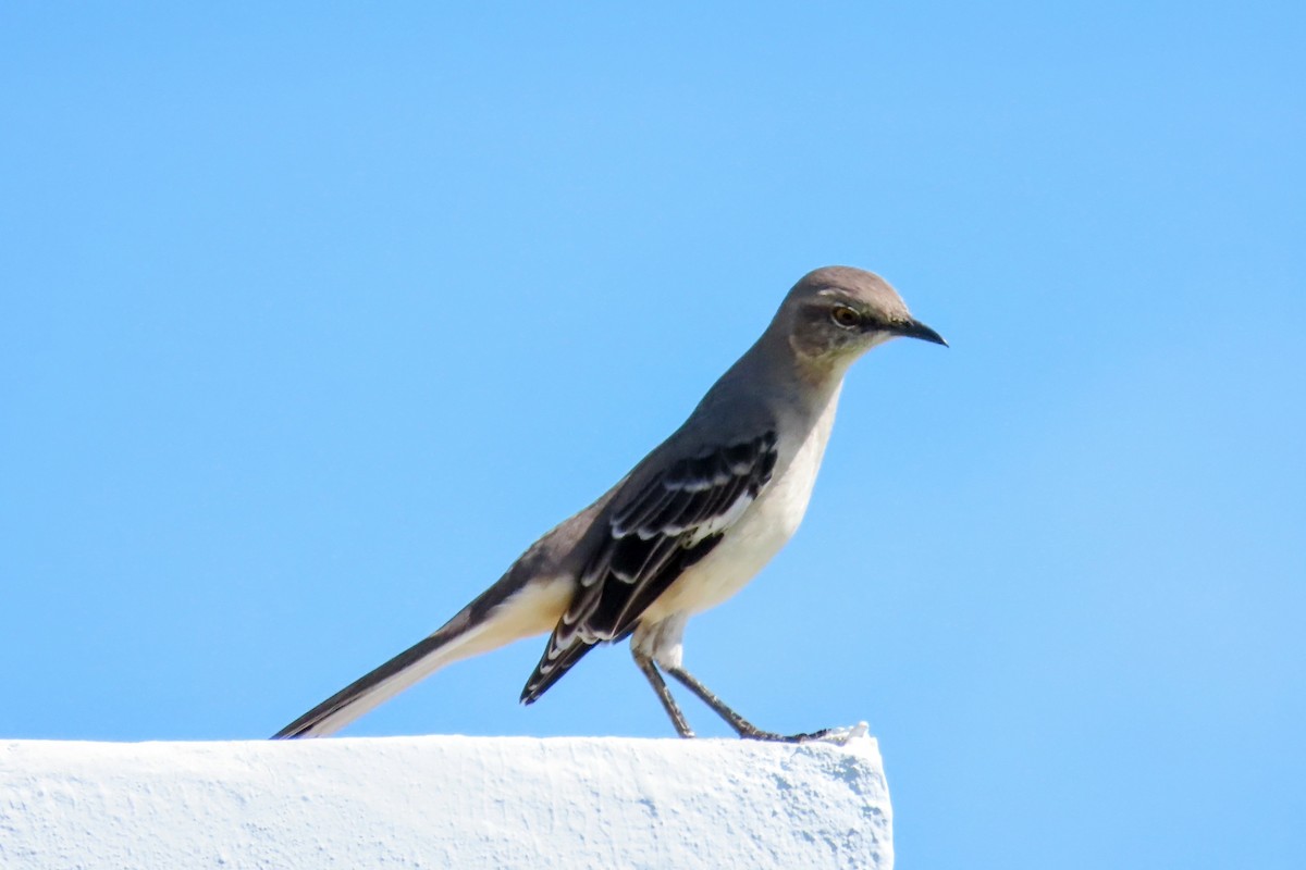 Northern Mockingbird - ML624171979