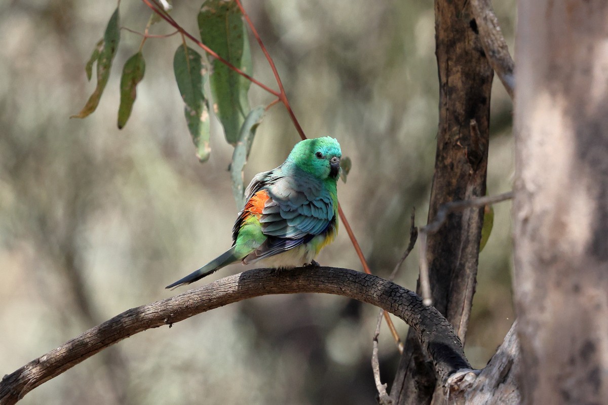 Red-rumped Parrot - ML624171985