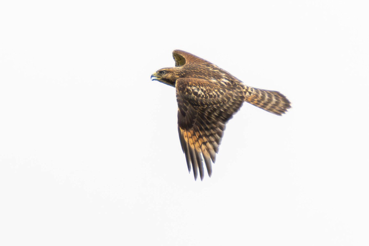 Red-shouldered Hawk - ML624171992