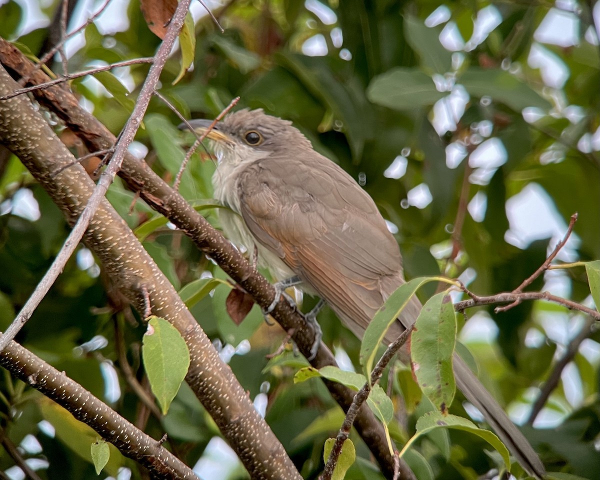 Yellow-billed Cuckoo - ML624172024