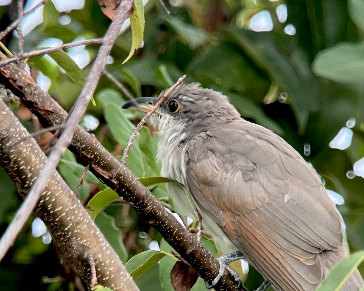 Yellow-billed Cuckoo - ML624172025