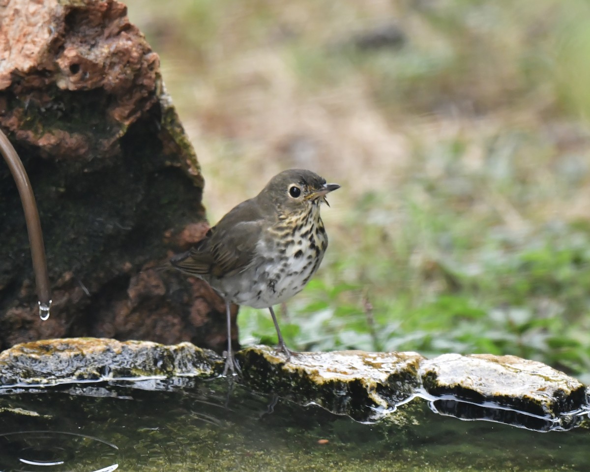 Swainson's Thrush - ML624172037