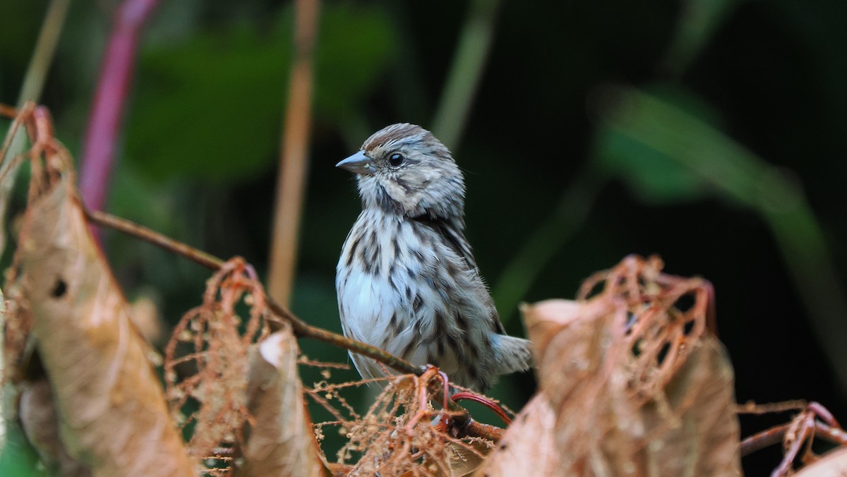 Song Sparrow - ML624172039