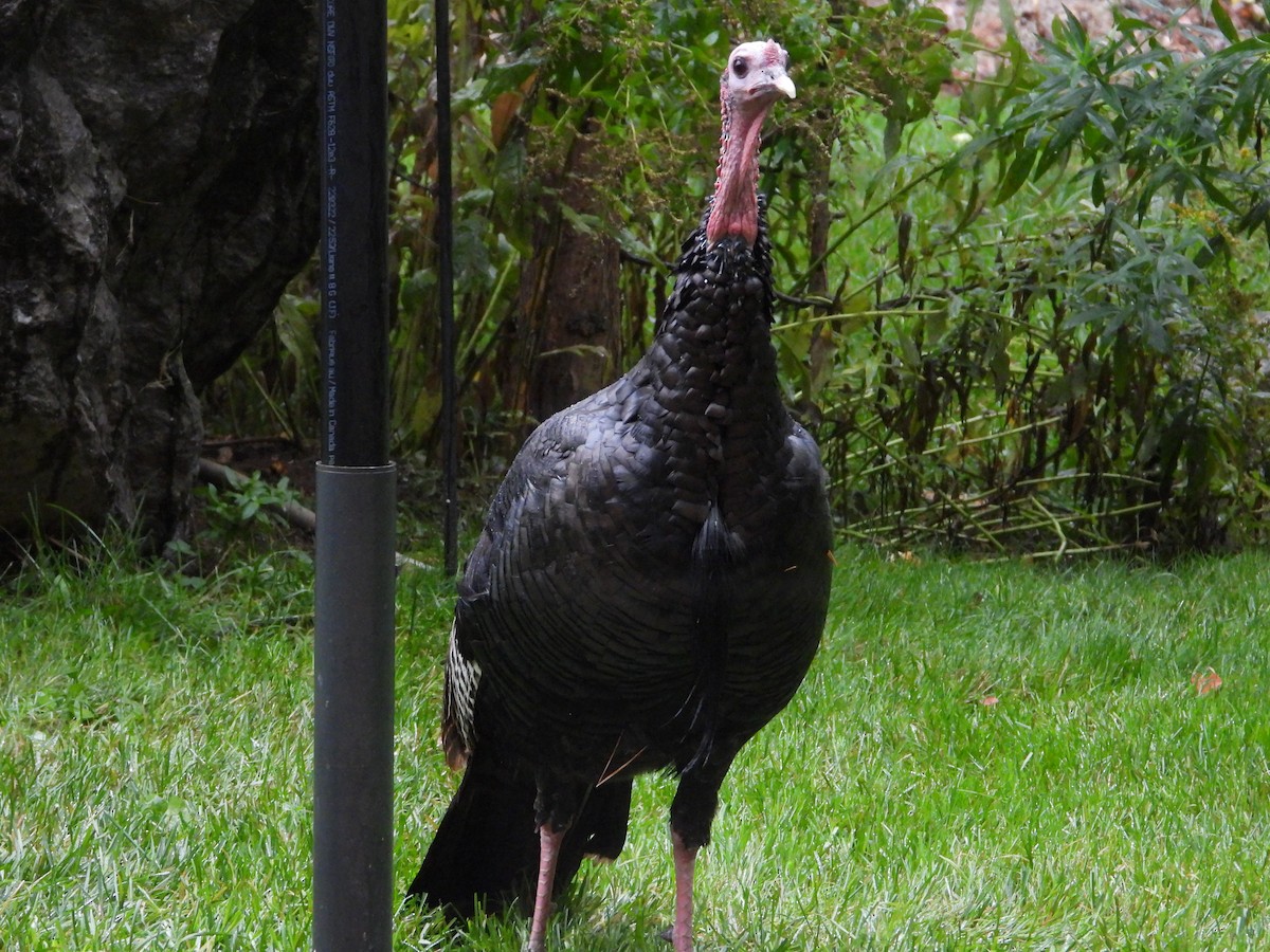 Wild Turkey - ML624172044