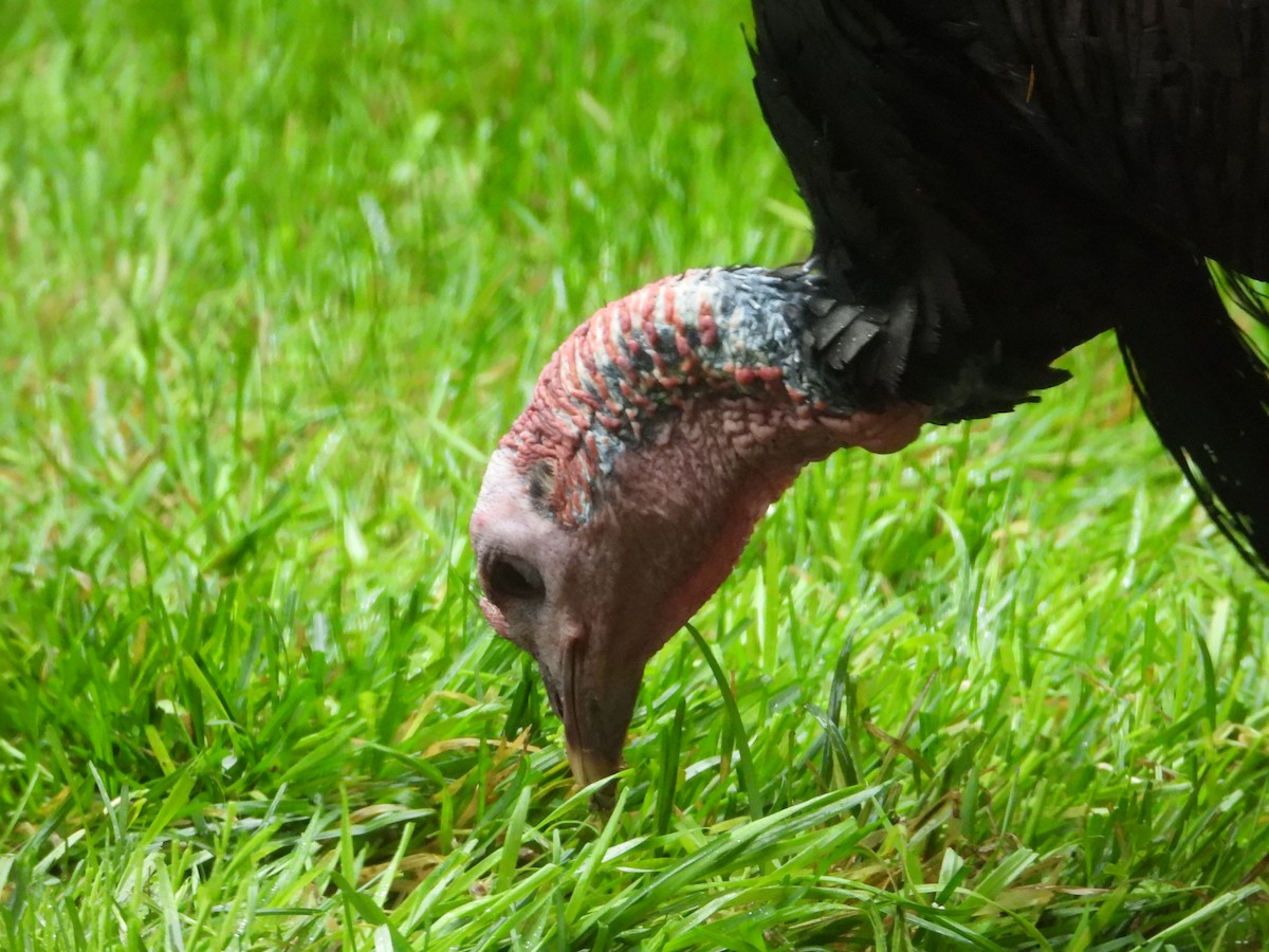 Wild Turkey - ML624172046