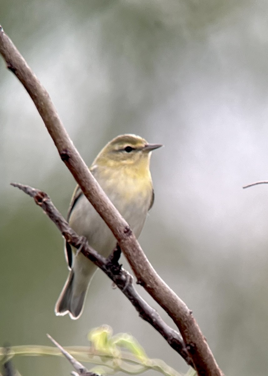 Tennessee Warbler - ML624172047