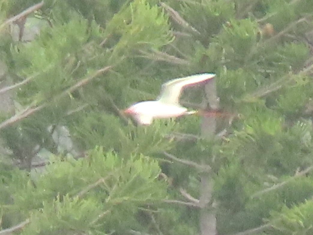 Phaéton à brins rouges - ML624172051