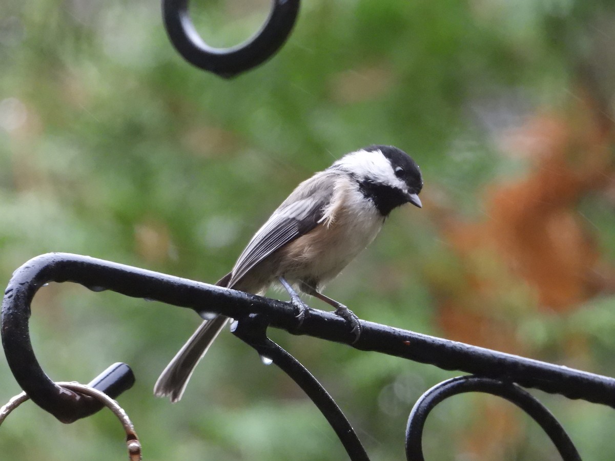 Black-capped Chickadee - ML624172057