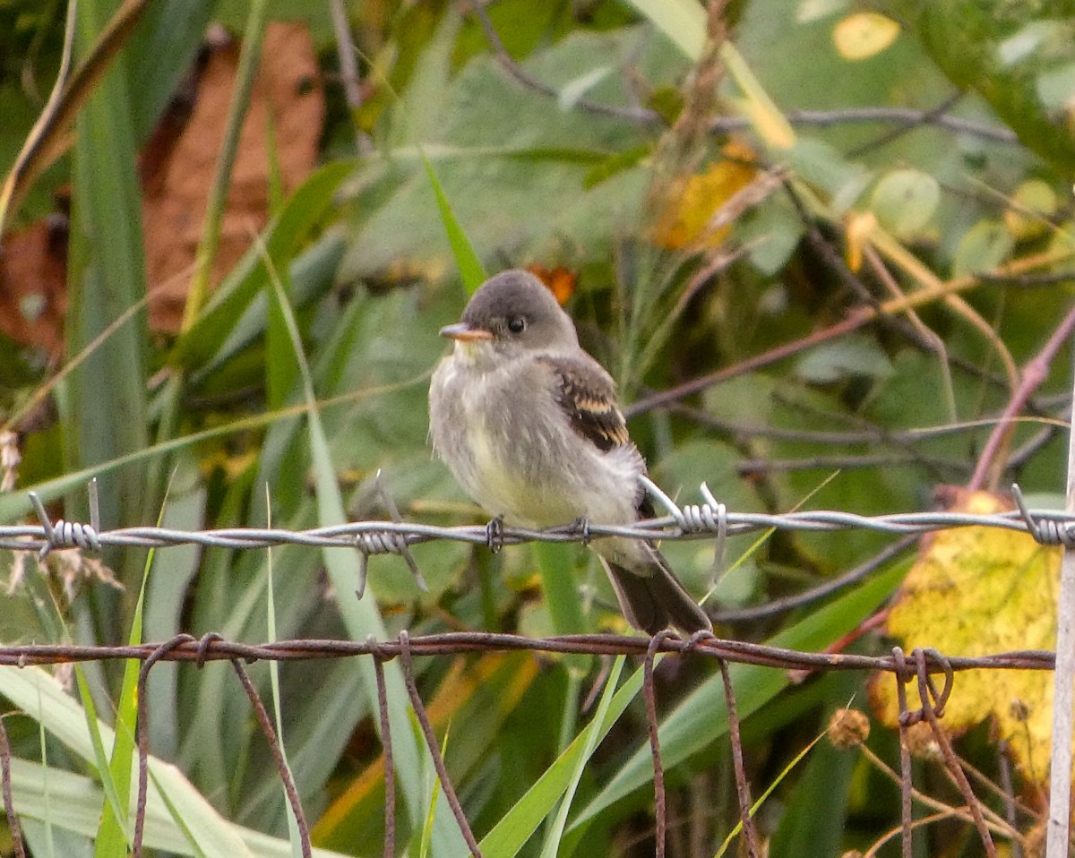 Eastern Wood-Pewee - Kathy L. Mock