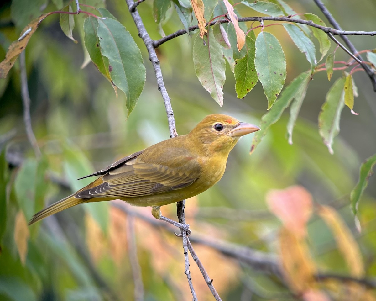 Summer Tanager - ML624172067