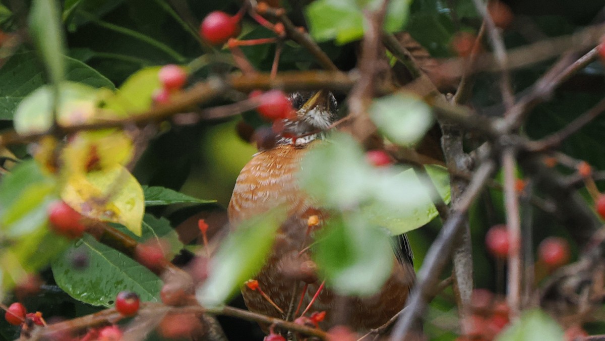 American Robin - ML624172068