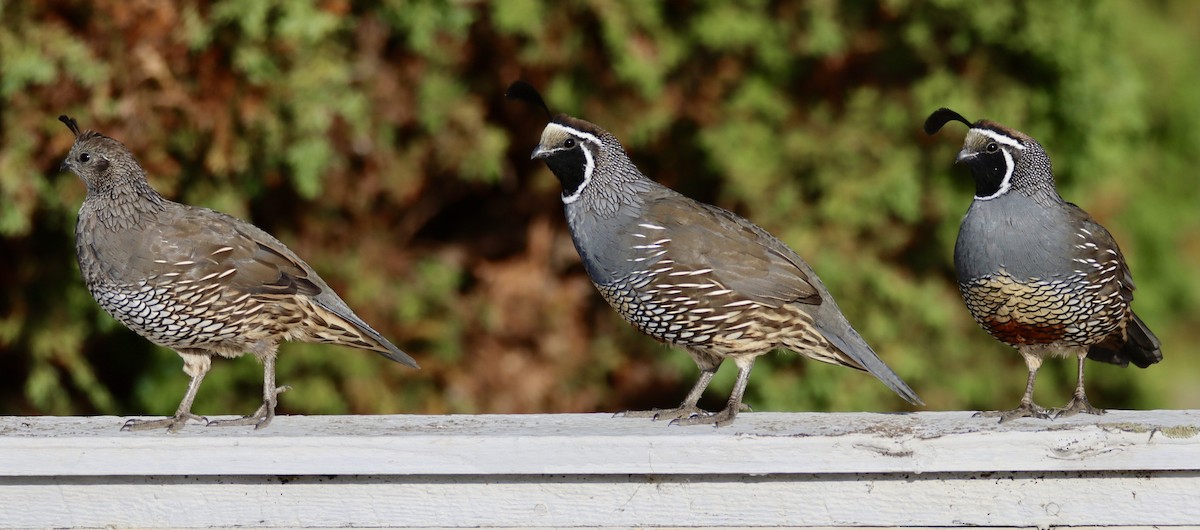 California Quail - ML624172094