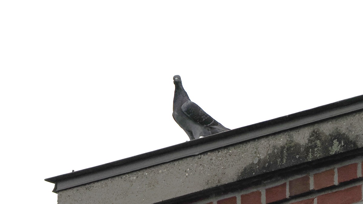 Rock Pigeon (Feral Pigeon) - Mike Grant