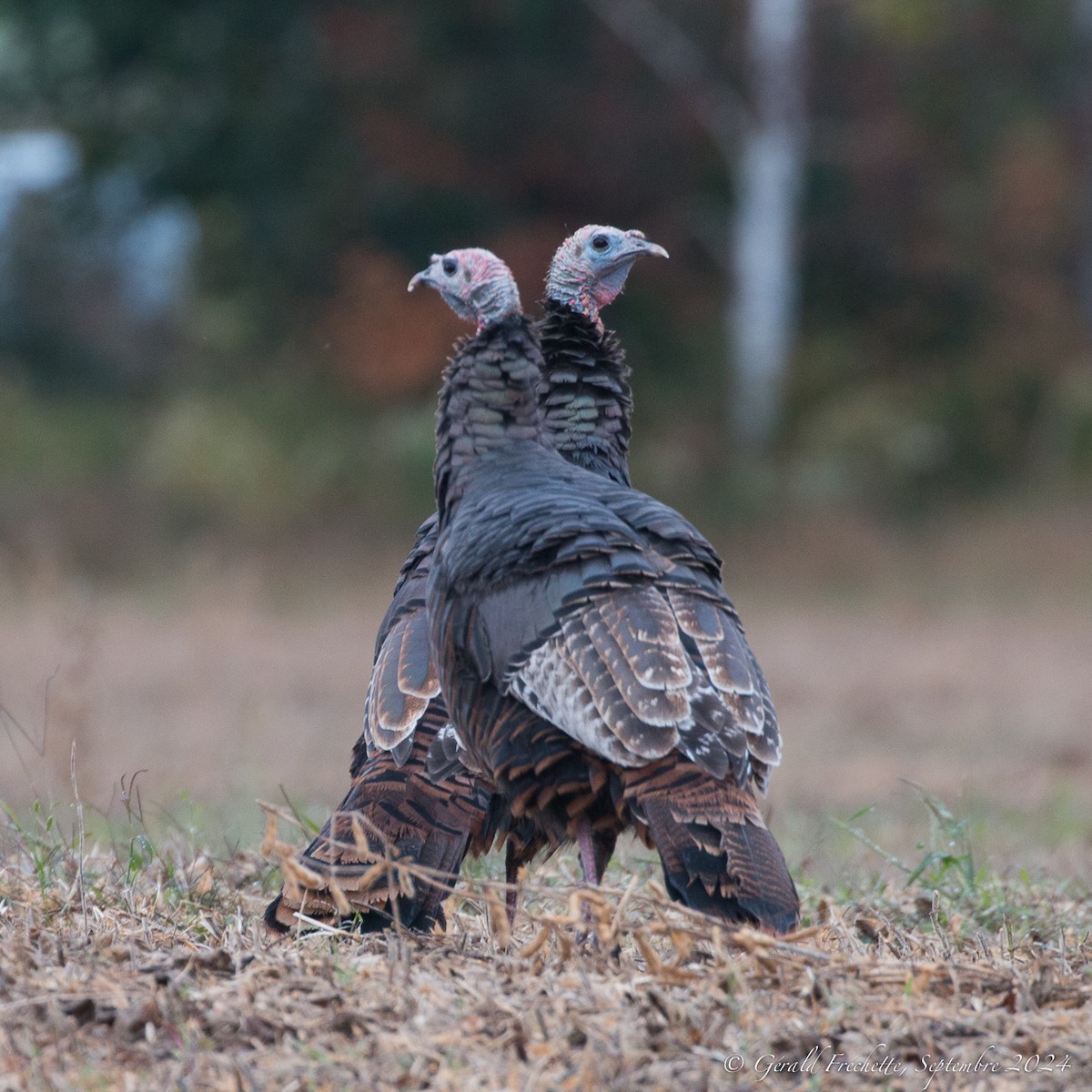 Wild Turkey - ML624172115