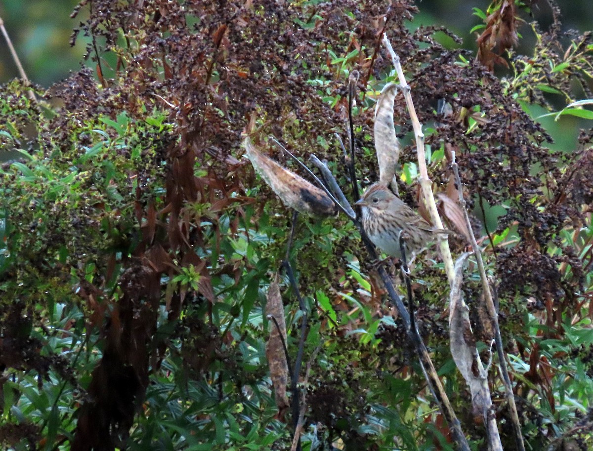 gråbrynspurv - ML624172117