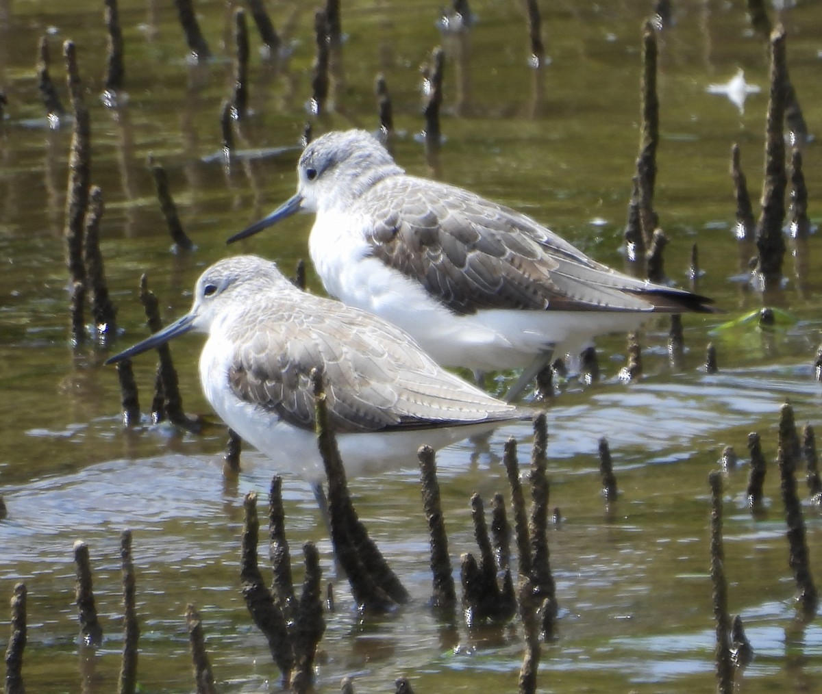 Common Greenshank - ML624172124