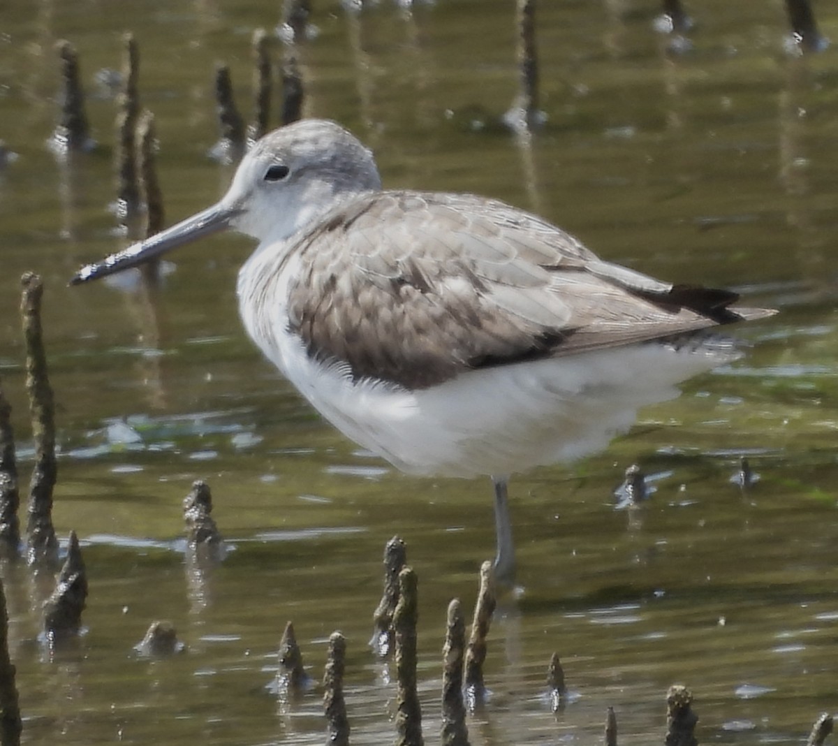 Common Greenshank - ML624172127