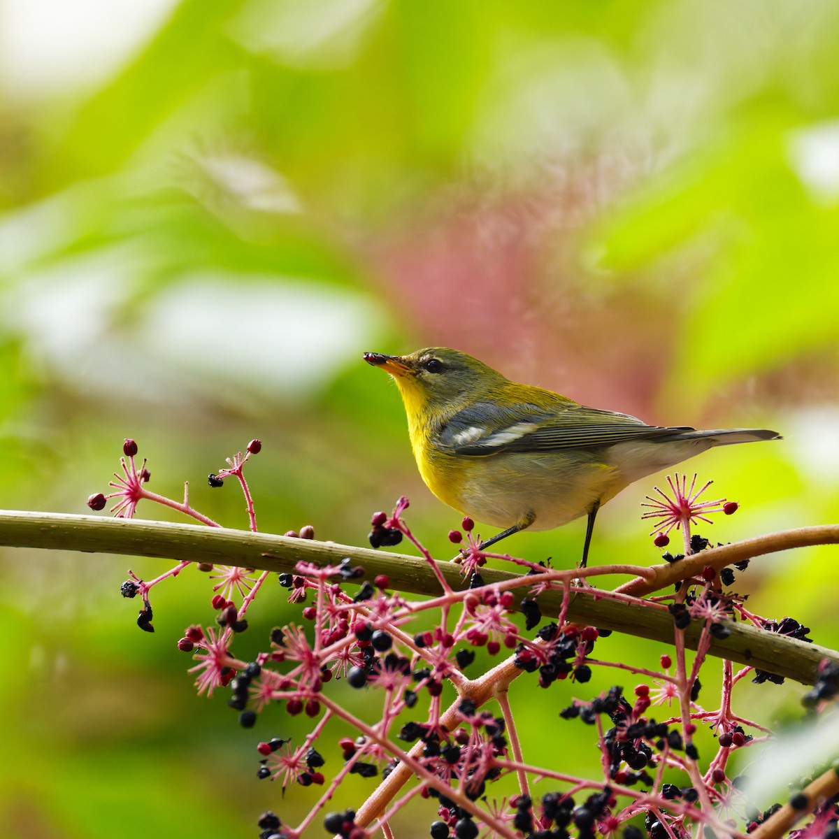 Northern Parula - ML624172147
