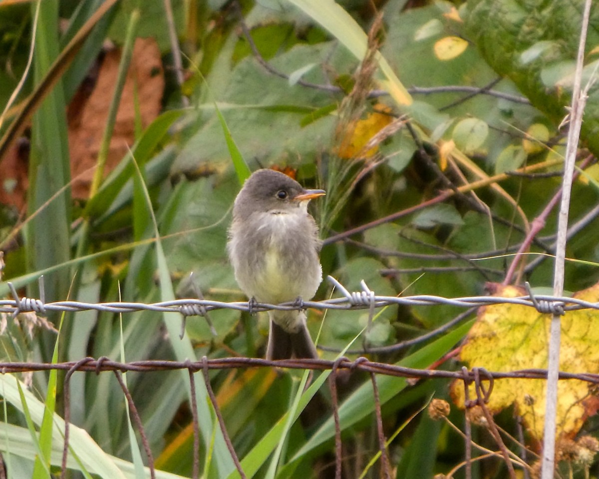 Eastern Wood-Pewee - ML624172163