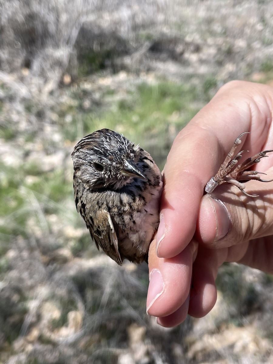 Lincoln's Sparrow - ML624172169