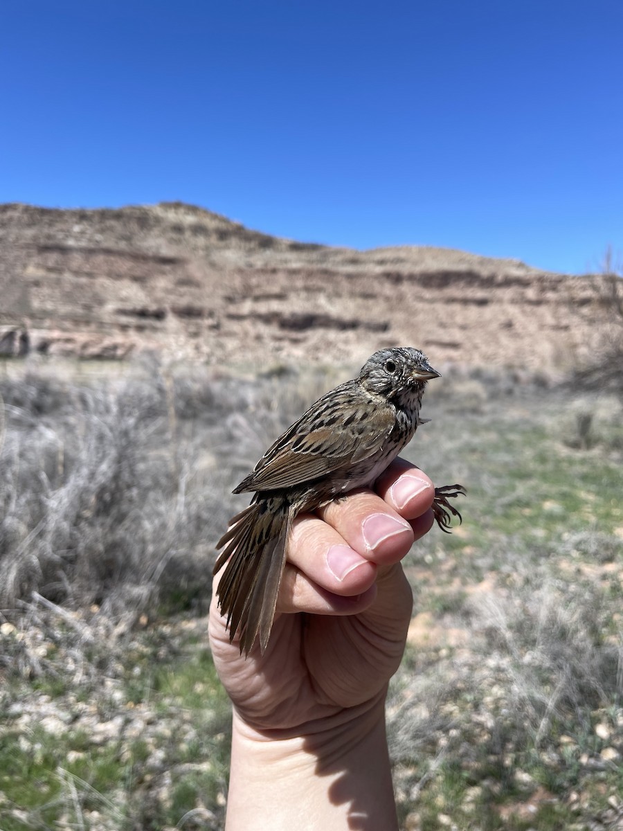 Lincoln's Sparrow - ML624172170
