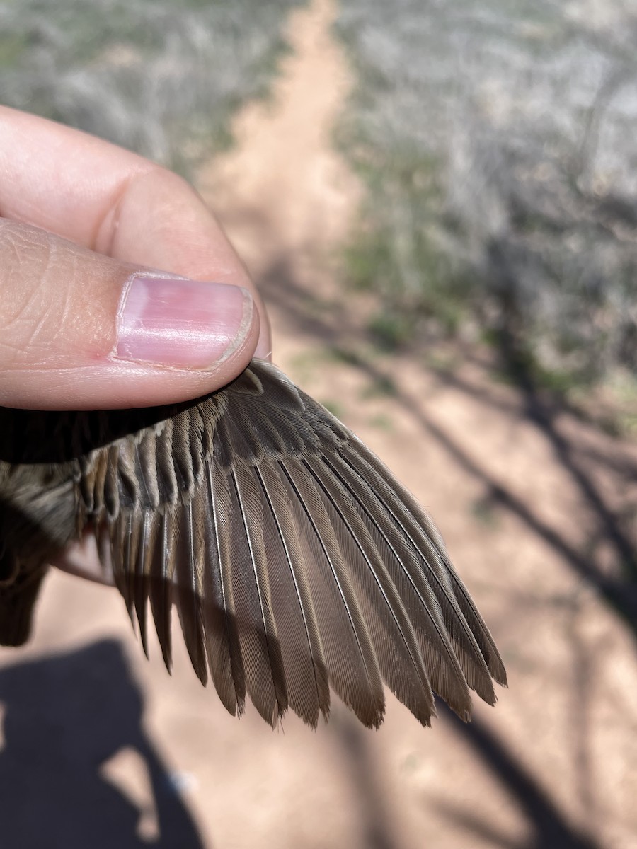 Lincoln's Sparrow - Mietron Shahbodaghloo