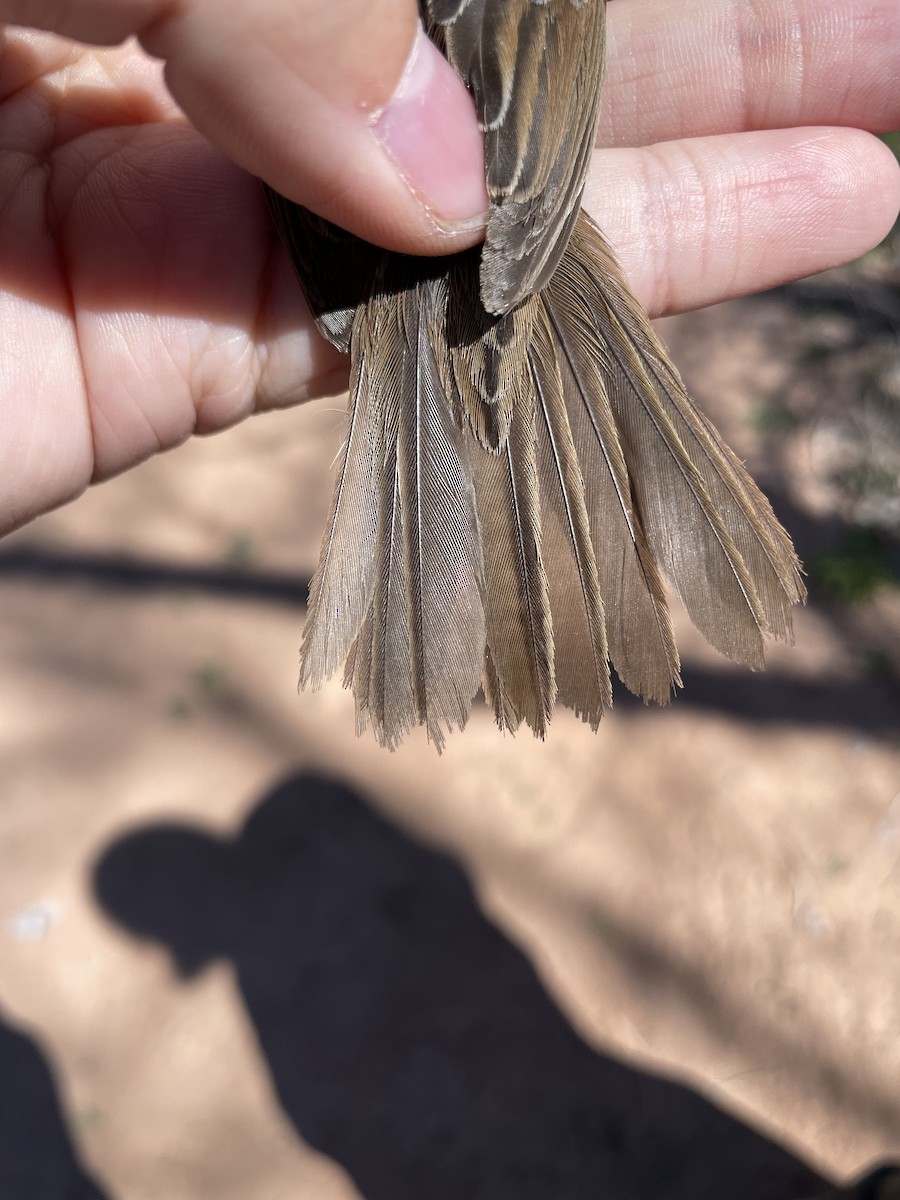 Lincoln's Sparrow - ML624172173