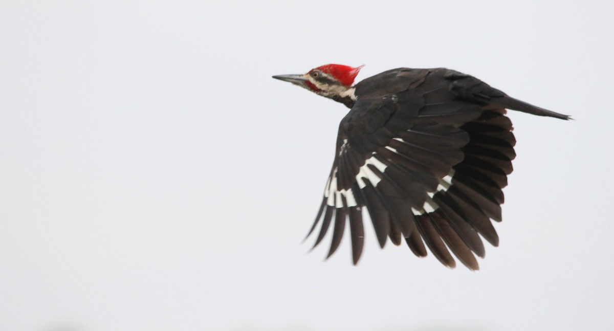 Pileated Woodpecker - ML624172189