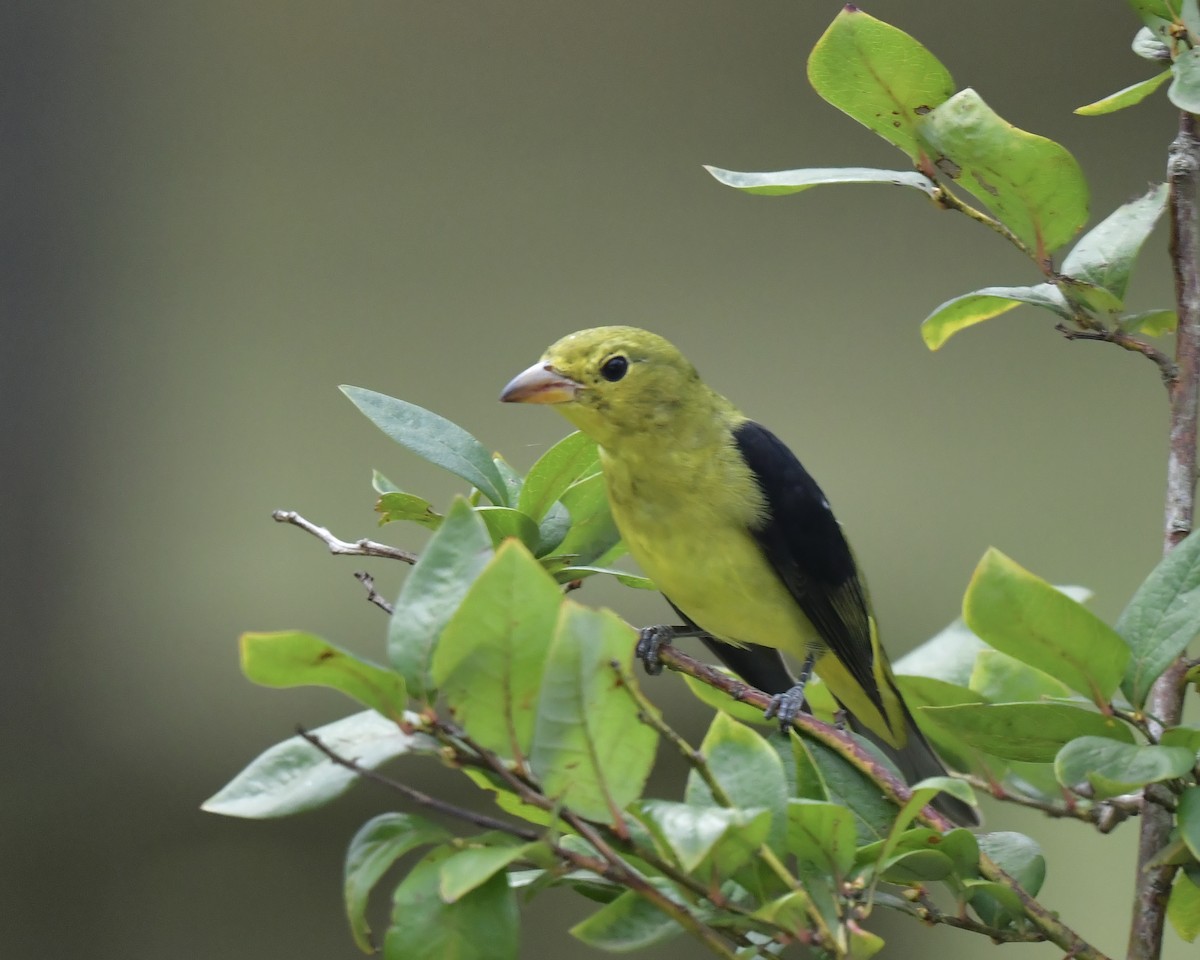 Scarlet Tanager - ML624172190