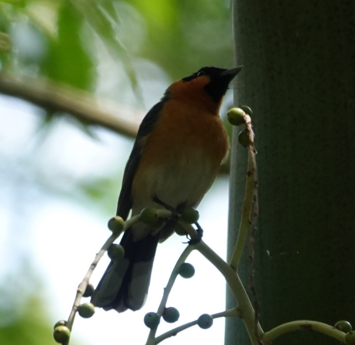 Spectacled Monarch - ML624172219