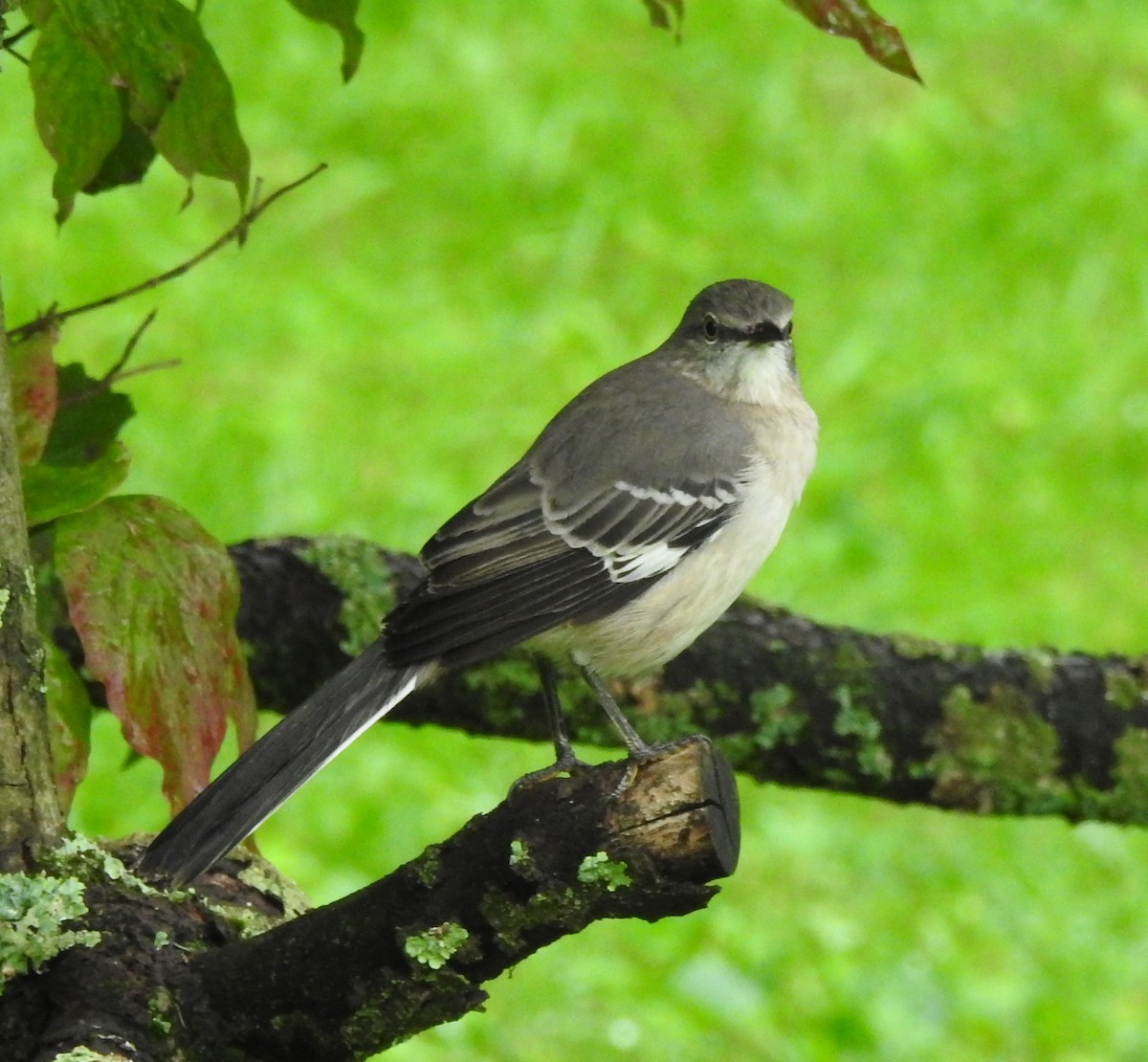 Northern Mockingbird - ML624172221