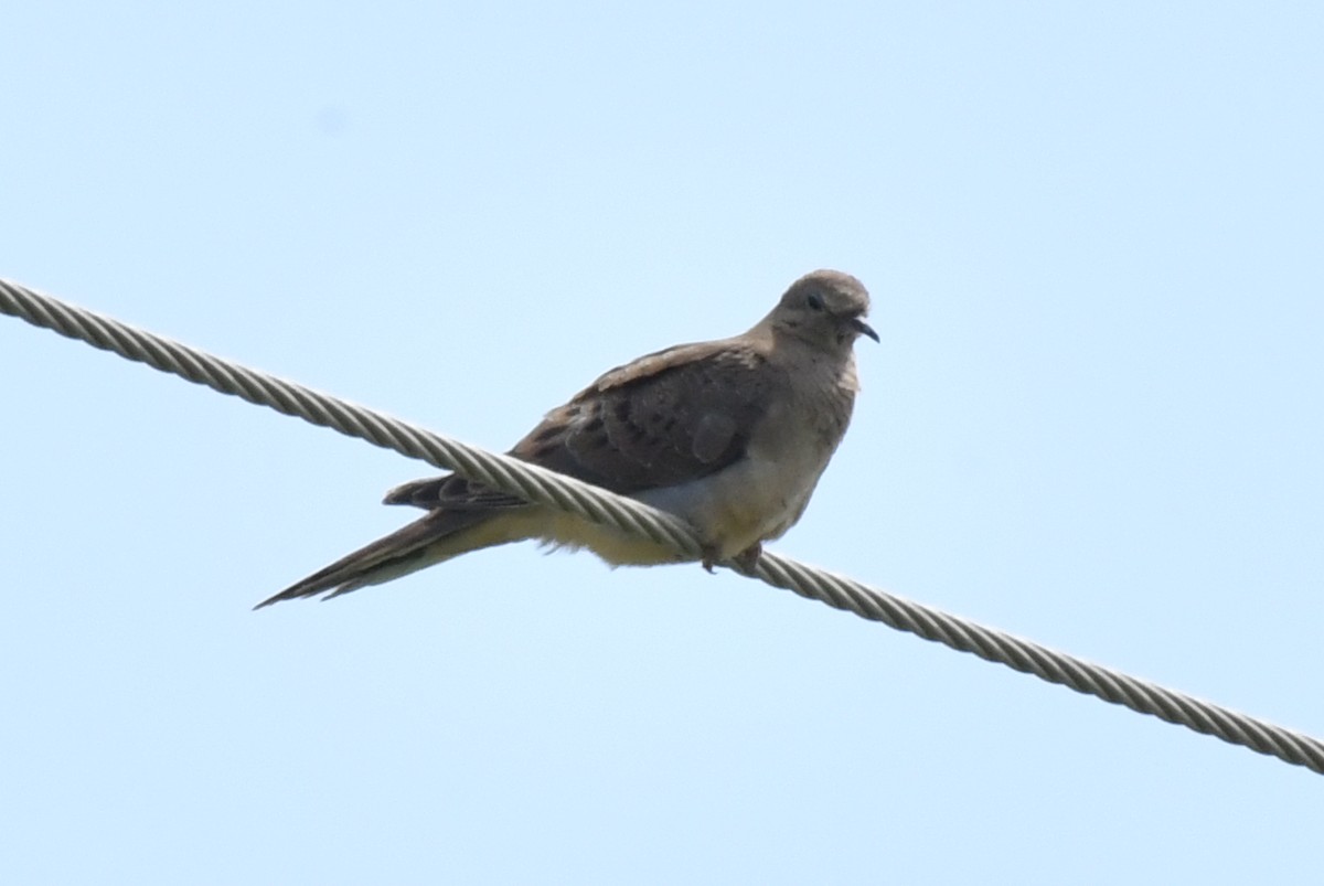 Mourning Dove - ML624172232